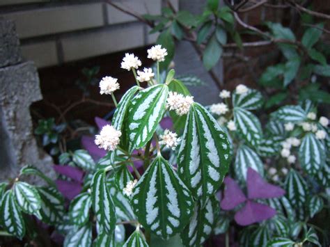 冷水花照顧|觀葉植物栽培術：清涼質感－冷水草